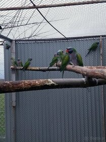 papugi aleksandretty wielkie i chińskie