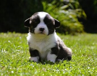 Welsh Corgi Cardigan ZKwP/FCI