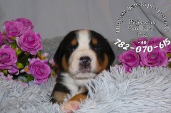 Mamy szczeniaki Duży szwajcarski pies pasterski hodowla FCI