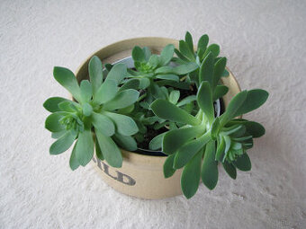 Aeonium – piękny sukulent na taras, do oranżerii mieszkania