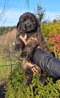 Leonberger suczka FCI po Championach