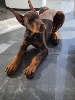 Doberman 3 miesiace FCI