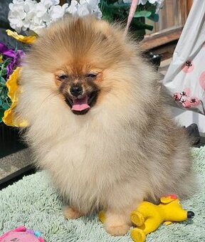 Szpic miniaturowy pomeranian piękne szczenięta.