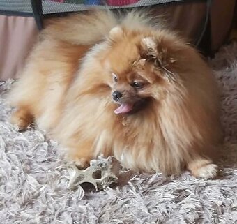 Szpic miniaturowy pomeranian