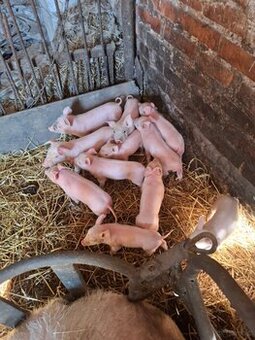 Rolnictwo