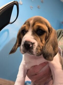 Beagle Suczka Tricolor