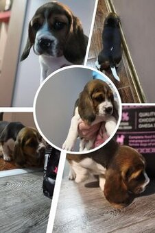 Beagle Suczka Tricolor