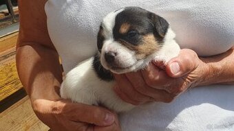 Piesek Jack Russell Terier gładkowłosy tricolor