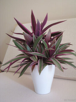 Reo meksykańskie trzykrotka tradeskancja piękna wielokolorow