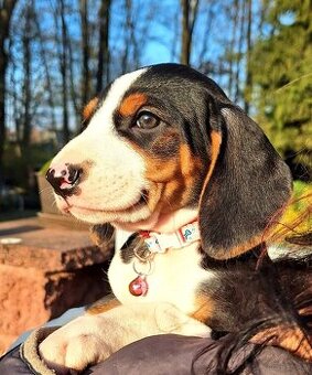 Gończy Serbski trzykolorowy