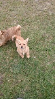 Do oddania za darmo piesek półroczny