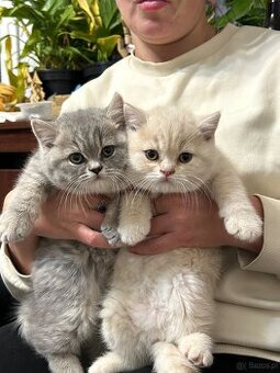 Brytyjskie kocięta z rodowode