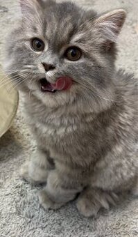 Brytyjskie kocięta z rodowode