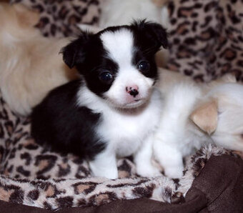 Słodkie szczenięta chihuahua dostępne