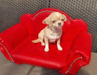 Chihuahua śliczna kremowo biała suczka