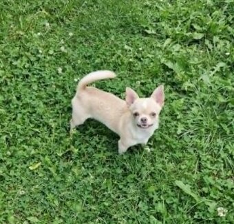 Chihuahua śliczna kremowo biała suczka
