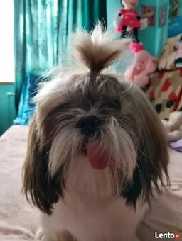Sprzedam Psa rasy Shih tzu