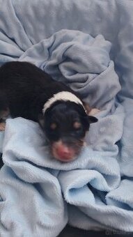 Owczarek szkocki collie długowłosy