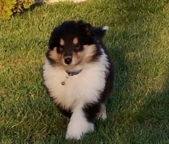 Owczarek szkocki collie długowłosy