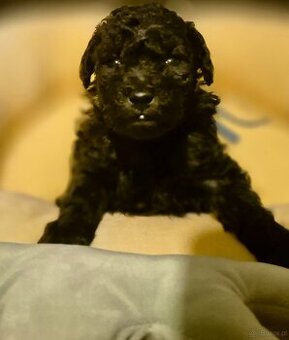 Pudel miniaturowy srebrny