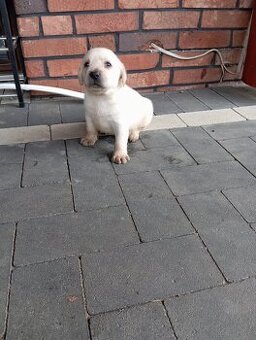 Labrador retriever szczenięta z rodowodem