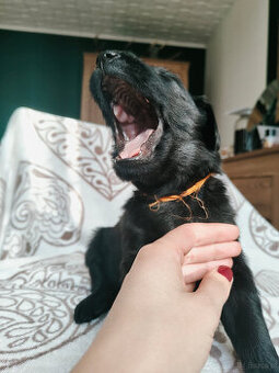 Flat Coated Retriever- Szczeniaki