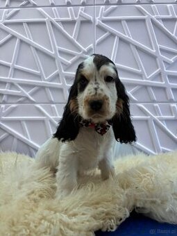 Cocker spaniel angielski