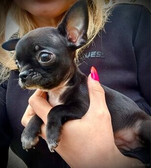 Chihuahua szczeniak