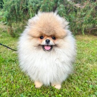 Szpic miniaturowy piesek ZKwP pomeranian