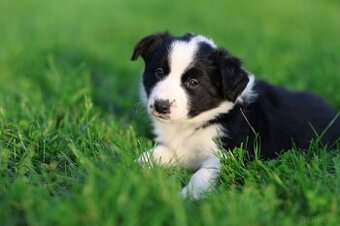Border Collie FCI