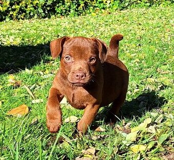 Szczeniaki Patterdale Terrier Terier ZKwP FCI