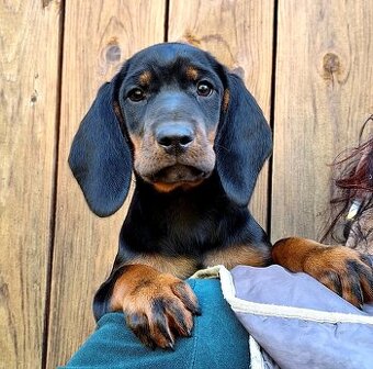 Gończy Słowacki KOPOV ZKwP FCI