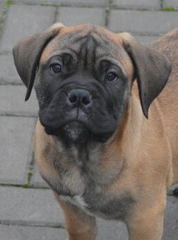 Bullmastiff, Bullmastif, Bulmastif puppies