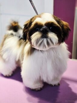 Shih tzu z rodowodem ZKwP FCI samiec Paszport