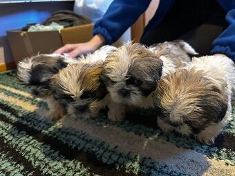 Szczeniaki Shih tzu szukają nowego domu