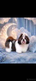 Piesek Shih Tzu