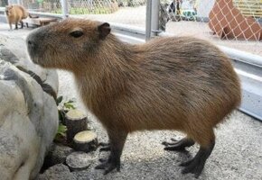 Kapibara na sprzedaż - 1