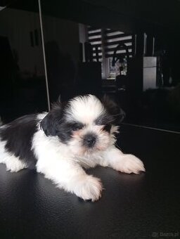 Szczeniaki shih tzu