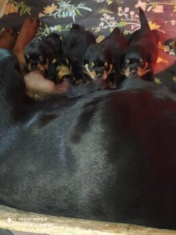Rottweiler