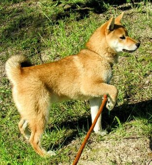 Shiba Inu czerwona, mała suczka o wielkim serduszku