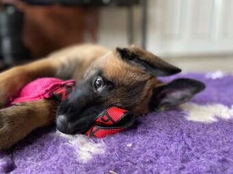 Owczarek belgijski Malinois