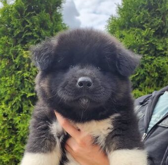 American akita