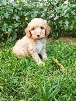 Cockapoo f1b