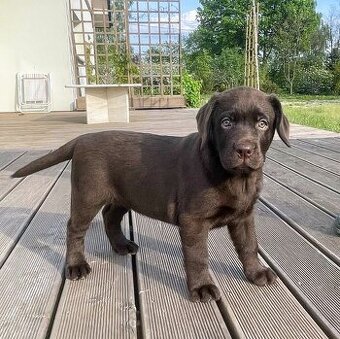 Szczenięta Labrador Retriever - mama FCI