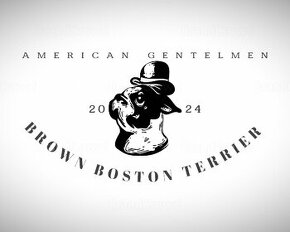 Boston Terrier - 1