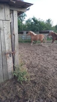 Sprzedam zrebice zimnokwista