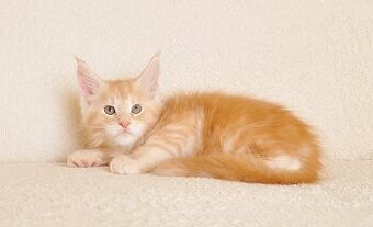 Śliczny  kocurek Maine Coon PZF/WCF - LEGALNA HODOWLA