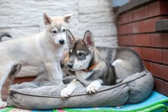 Szczeniaki husky ZKwP/FCI gotowe do odbioru