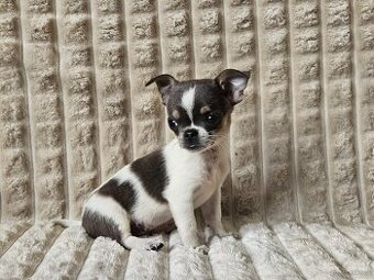 Pieski chihuahua