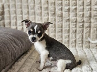 Suczka chihuahua